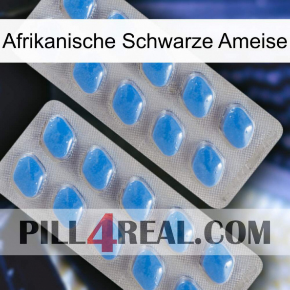 African Black Ant 23